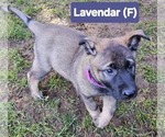 Puppy Puppy 5 lavend German Shepherd Dog-Malinois Mix
