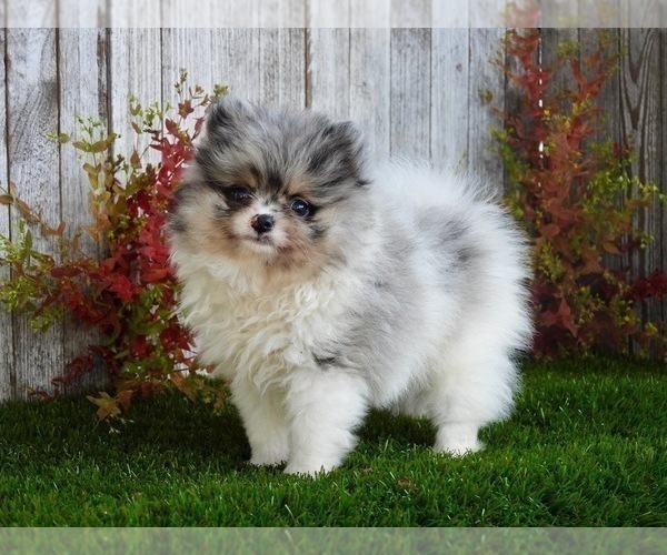 Medium Photo #16 Pomeranian Puppy For Sale in TAMPA, FL, USA