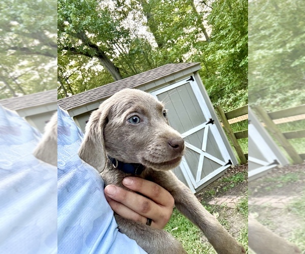 Medium Photo #3 Labrador Retriever Puppy For Sale in ELKTON, MD, USA