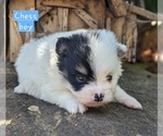 Small Photo #8 Pomeranian Puppy For Sale in COMER, GA, USA