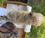 Small #5 Yorkshire Terrier