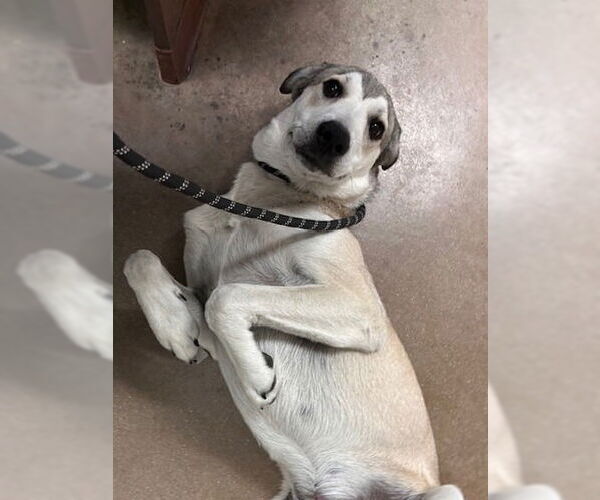 Medium Photo #4 Anatolian Shepherd-Labrador Retriever Mix Puppy For Sale in Canton, CT, USA