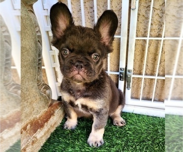 Medium Photo #2 French Bulldog Puppy For Sale in LAS VEGAS, NV, USA