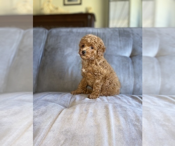 Medium Photo #21 Poodle (Toy) Puppy For Sale in HAYWARD, CA, USA