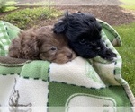 Small Photo #9 Mal-Shi-Poodle (Toy) Mix Puppy For Sale in OREGON CITY, OR, USA