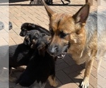 Small Photo #12 German Shepherd Dog Puppy For Sale in KENNESAW, GA, USA