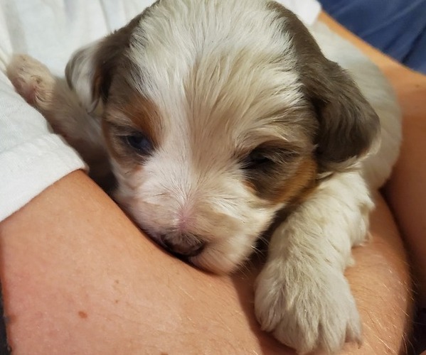 Medium Photo #12 Bernedoodle (Miniature) Puppy For Sale in LEETONIA, OH, USA