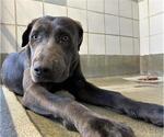 Small Labrador Retriever Mix
