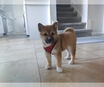 Small Photo #13 Shiba Inu Puppy For Sale in SAN JOSE, CA, USA