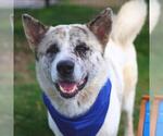 Small Great Pyrenees Mix