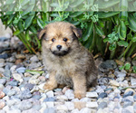 Small #1 Pom-A-Poo