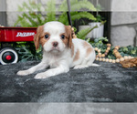 Small Photo #28 Cavalier King Charles Spaniel Puppy For Sale in NARVON, PA, USA
