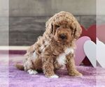 Small Photo #4 Miniature Labradoodle Puppy For Sale in MILL HALL, PA, USA