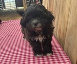 Small Photo #10 Zuchon Puppy For Sale in DRY RIDGE, KY, USA