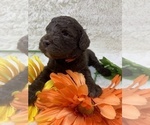 Small Photo #2 Labradoodle Puppy For Sale in PIERSON, FL, USA