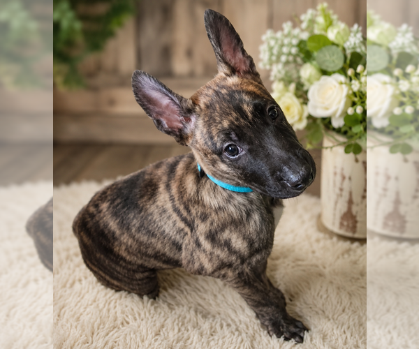 Medium Photo #2 German Shepherd Dog-Unknown Mix Puppy For Sale in Mooresville, NC, USA