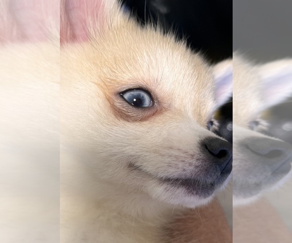 Medium Photo #9 Pomsky Puppy For Sale in GOLDEN VALLEY, AZ, USA