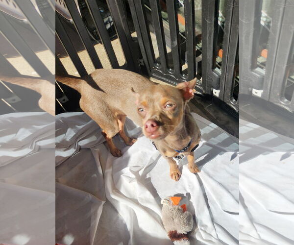 Medium Photo #2 Chihuahua-Unknown Mix Puppy For Sale in Dallas, TX, USA