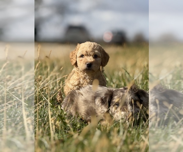 Medium Photo #2 Poodle (Toy) Puppy For Sale in WOODSTOCK, IL, USA