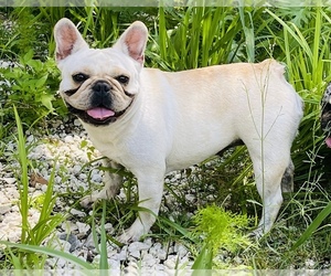 Mother of the French Bulldog puppies born on 05/01/2021