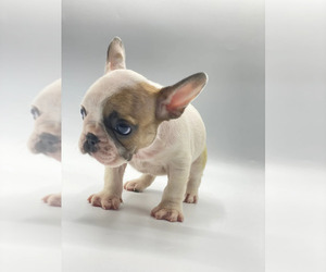 French Bulldog Puppy for sale in HOLLYWOOD, FL, USA