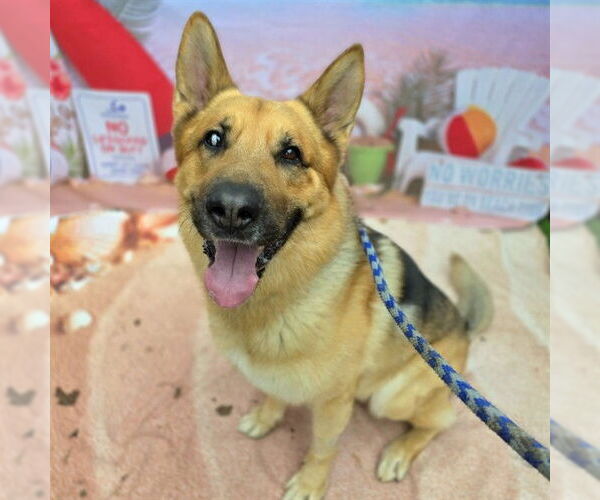 Medium Photo #2 German Shepherd Dog Puppy For Sale in Long Beach, CA, USA