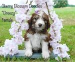 Puppy Breezy Bordoodle