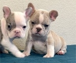 Small Photo #6 French Bulldog Puppy For Sale in TUCSON, AZ, USA
