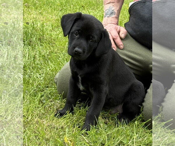 Medium Photo #2 Labrador Retriever-Unknown Mix Puppy For Sale in Stevens Point, WI, USA