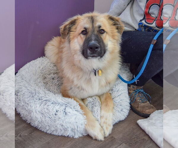 Medium Photo #3 German Shepherd Dog-Great Pyrenees Mix Puppy For Sale in Huntley, IL, USA