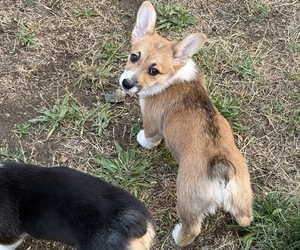 Aussie-Corgi Puppy for sale in GRANTS PASS, OR, USA