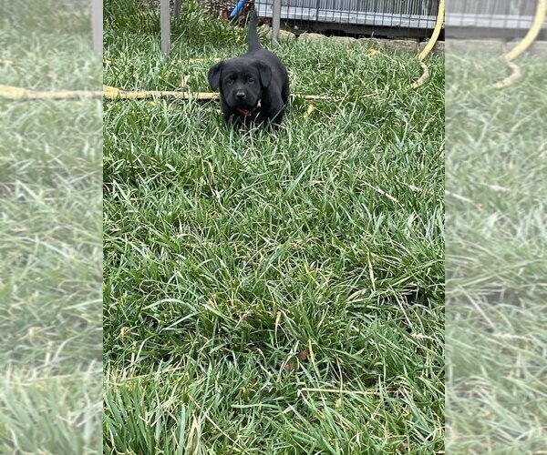 Medium Photo #2 Labrador Retriever Puppy For Sale in EDINBURG, VA, USA