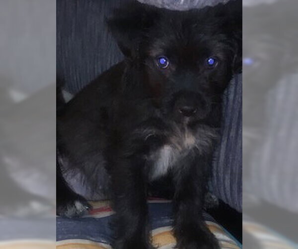 Medium Photo #1 Shih Tzu-Unknown Mix Puppy For Sale in Evansville, IN, USA