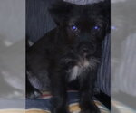 Wallaby - Female Shih Tzu-Unknown Mix Dog for Adoption - Small photo