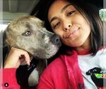 Small #8 American Staffordshire Terrier