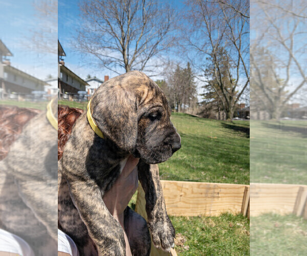 Medium Photo #2 Great Dane Puppy For Sale in COMMERCE, MI, USA