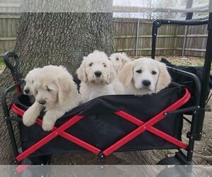 Goldendoodle Litter for sale in LAFAYETTE, LA, USA