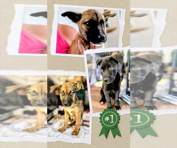 Medium Photo #2 German Shepherd Dog-Unknown Mix Puppy For Sale in columbia, SC, USA