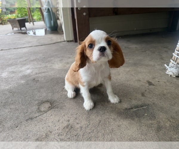 Medium Photo #12 Cavalier King Charles Spaniel Puppy For Sale in ATHENS, WI, USA