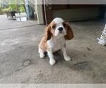 Small #11 Cavalier King Charles Spaniel