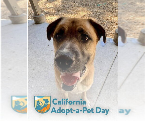 Medium Photo #2 Boxer-Saint Bernard Mix Puppy For Sale in South Lake Tahoe, CA, USA