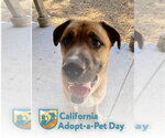 Small #1 Boxer-Saint Bernard Mix
