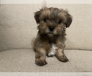 Morkie Puppy for sale in THE COLONY, TX, USA