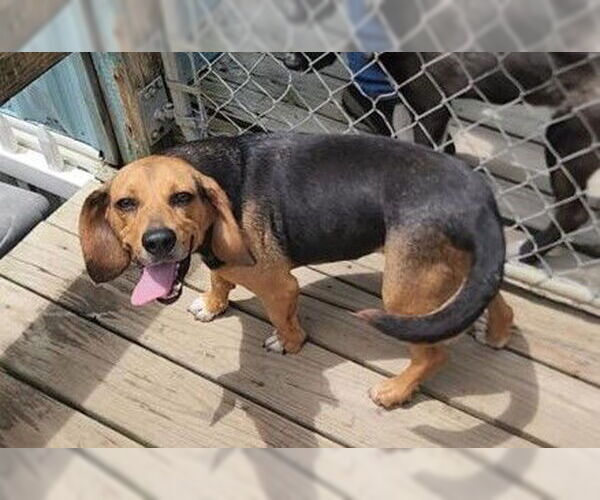 Medium Photo #5 Beagle Puppy For Sale in Murfreesboro, NC, USA
