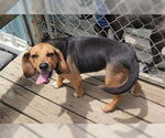 Small #4 Beagle