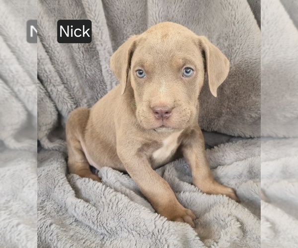 Medium Photo #3 Cane Corso Puppy For Sale in MINERAL WELLS, WV, USA