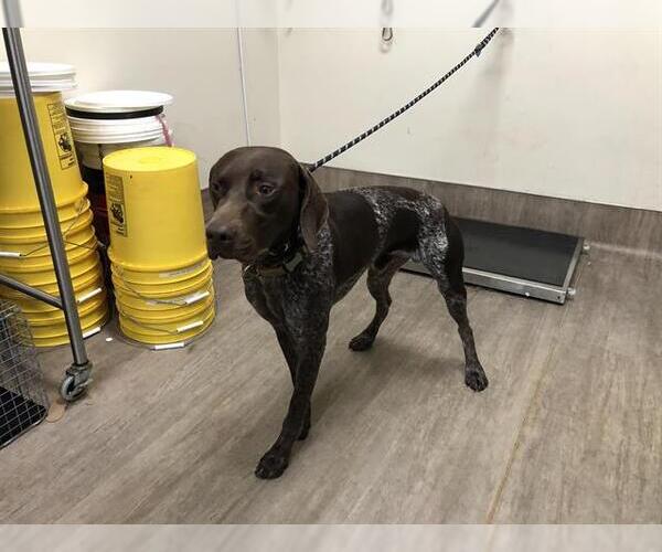 Medium Photo #1 German Shorthaired Pointer Puppy For Sale in Pasadena, CA, USA