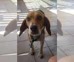 Small #2 Beagle