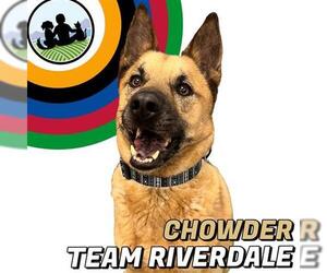 Chow Chow-German Shepherd Dog Mix Dogs for adoption in Brighton, CO, USA