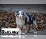 Puppy Mustang Australian Shepherd